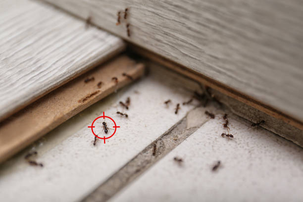 Best Affordable Pest Control Services  in New Ellenton, SC