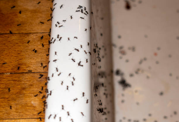 Best Affordable Pest Control Services  in New Ellenton, SC