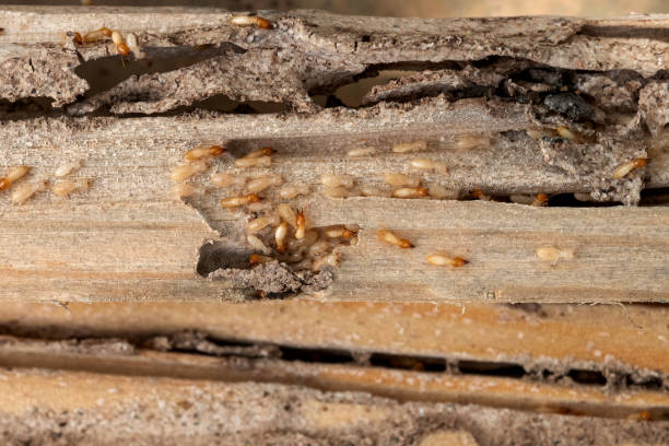 Best Best Pest Control Companies  in New Ellenton, SC