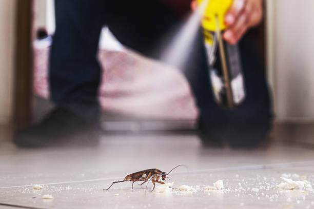 Best Wasp Removal Services  in New Ellenton, SC