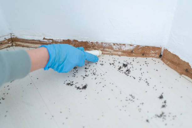Best Residential Pest Control  in New Ellenton, SC